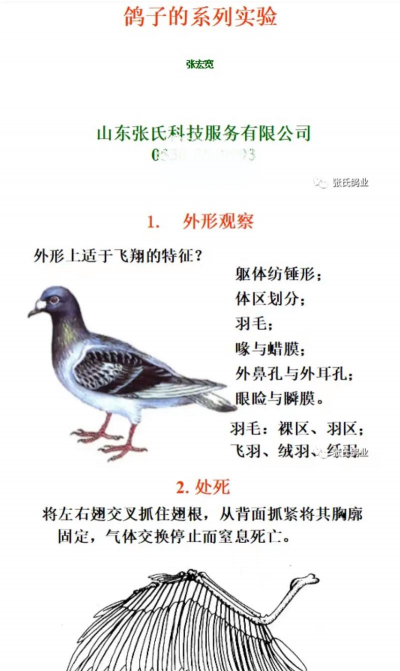 鸽子的养殖方法,新手入门指南,常见问题解答 鸽子的养殖方法,新手入门指南,常见问题解答