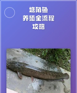 塘角鱼养殖技术,掌握关键要点,实现高效养殖 塘角鱼养殖技术,掌握关键要点,实现高效养殖