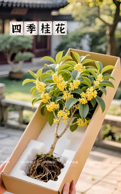 桂花盆栽的养殖方法,轻松上手,花开满屋香 桂花盆栽的养殖方法,轻松上手,花开满屋香