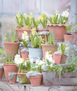 花卉管理,轻松上手,打造美丽花园 花卉管理,轻松上手,打造美丽花园