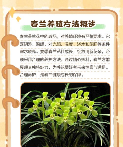 兰花的养殖方法和注意事项,新手入门指南,轻松养好兰花 兰花的养殖方法和注意事项,新手入门指南,轻松养好兰花
