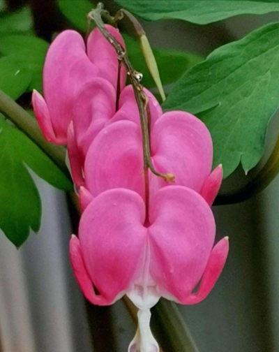 荷包牡丹的养殖方法,轻松掌握技巧,花开更艳丽 荷包牡丹的养殖方法,轻松掌握技巧,花开更艳丽