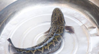 野生黑鱼和养殖黑鱼的区别,肉质口感不同,价格差异明显 野生黑鱼和养殖黑鱼的区别,肉质口感不同,价格差异明显