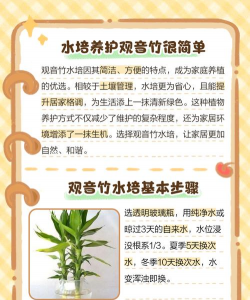 水培观音竹的养殖方法,轻松上手,四季常青 水培观音竹的养殖方法,轻松上手,四季常青