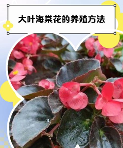 大叶海棠花的养殖方法,轻松上手,花开不断 大叶海棠花的养殖方法,轻松上手,花开不断