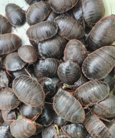 土元养殖前景利润如何,市场空间大,投入产出比分析 土元养殖前景利润如何,市场空间大,投入产出比分析