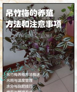 吊竹梅的养殖方法和注意事项,轻松上手,避免常见问题 吊竹梅的养殖方法和注意事项,轻松上手,避免常见问题