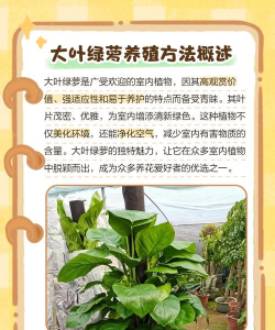 大叶绿萝的养殖方法和注意事项,轻松掌握技巧,告别黄叶烦恼 大叶绿萝的养殖方法和注意事项,轻松掌握技巧,告别黄叶烦恼