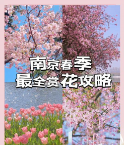 南京花卉,选购指南,养护技巧 南京花卉,选购指南,养护技巧