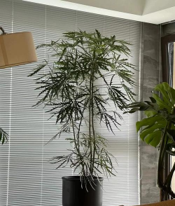 孔雀木的养殖方法,掌握关键技巧,轻松养出好状态 孔雀木的养殖方法,掌握关键技巧,轻松养出好状态