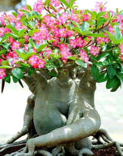 耐热花卉,轻松度夏,打造清凉花园 耐热花卉,轻松度夏,打造清凉花园