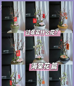 春节花卉,增添节日氛围,挑选养护指南 春节花卉,增添节日氛围,挑选养护指南