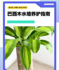 水培巴西木的养殖方法和注意事项,轻松上手,避免常见误区 水培巴西木的养殖方法和注意事项,轻松上手,避免常见误区