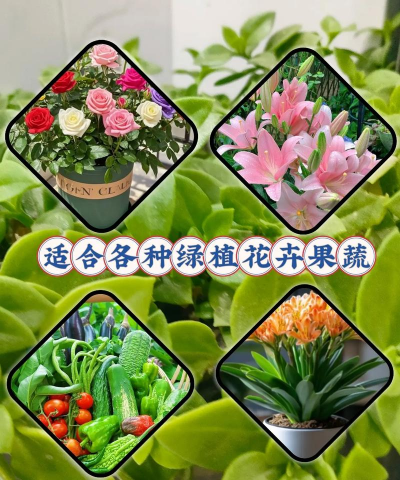 养花的营养液怎么用,掌握正确方法,让花开得更美 养花的营养液怎么用,掌握正确方法,让花开得更美