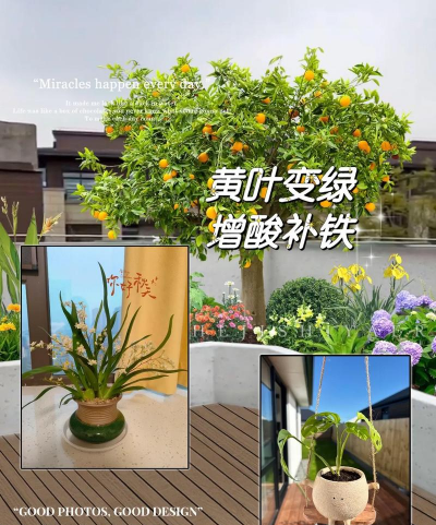 硫磺养花,调节土壤酸碱,改善植物生长 硫磺养花,调节土壤酸碱,改善植物生长