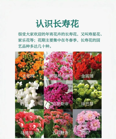 南宁花卉,选购指南,养护要点 南宁花卉,选购指南,养护要点