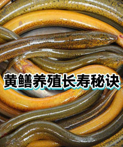 养殖泥鳅黄鳝,掌握关键技巧,实现稳定增收 养殖泥鳅黄鳝,掌握关键技巧,实现稳定增收