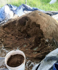 牛粪养花好吗,肥力如何,使用注意什么 牛粪养花好吗,肥力如何,使用注意什么