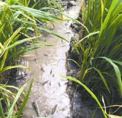 泥鳅稻田养殖,提高农田收益,实现生态循环 泥鳅稻田养殖,提高农田收益,实现生态循环
