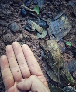 河沙能养花吗,了解适用场景,掌握正确用法 河沙能养花吗,了解适用场景,掌握正确用法