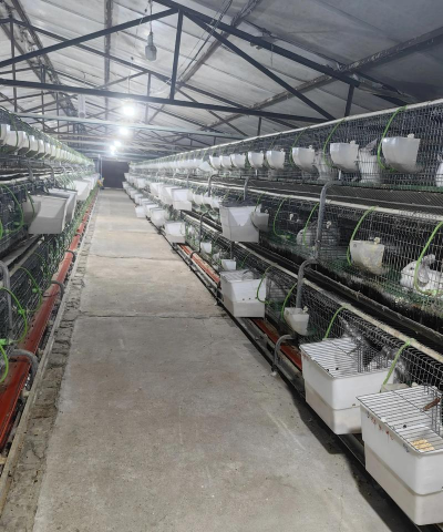 肉兔养殖技术,掌握关键要点,实现高效养殖 肉兔养殖技术,掌握关键要点,实现高效养殖