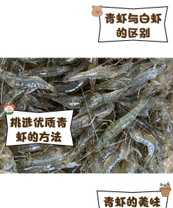 青虾养殖技术,掌握关键要点,实现高效养殖 青虾养殖技术,掌握关键要点,实现高效养殖
