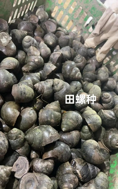 田螺怎么养殖,掌握关键技巧,实现稳定增收 田螺怎么养殖,掌握关键技巧,实现稳定增收