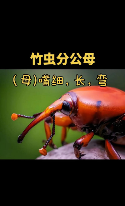 竹虫怎么养殖,掌握关键技巧,实现稳定增收 竹虫怎么养殖,掌握关键技巧,实现稳定增收