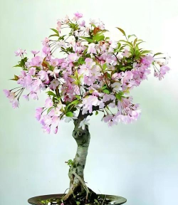 花卉盆景图片,欣赏美丽造型,学习养护技巧 花卉盆景图片,欣赏美丽造型,学习养护技巧