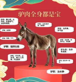 肉驴养殖技术,掌握关键要点,提升养殖效益 肉驴养殖技术,掌握关键要点,提升养殖效益