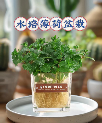 水培薄荷的养殖方法,轻松上手,四季常绿 水培薄荷的养殖方法,轻松上手,四季常绿