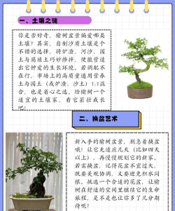 榔榆盆景的养殖方法,掌握关键技巧,轻松养护造型 榔榆盆景的养殖方法,掌握关键技巧,轻松养护造型