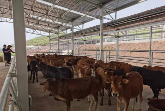 富农肉牛养殖场,科学管理方法,提升养殖效益 富农肉牛养殖场,科学管理方法,提升养殖效益