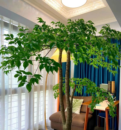 养花 风水,提升家居氛围,带来好运与健康 养花 风水,提升家居氛围,带来好运与健康