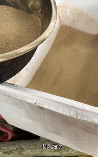 金沙牛养殖技术视频,掌握核心要点,轻松上手养殖 金沙牛养殖技术视频,掌握核心要点,轻松上手养殖