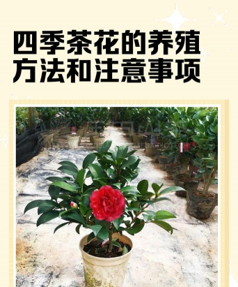 花卉茶花,养护技巧,新手也能轻松上手 花卉茶花,养护技巧,新手也能轻松上手