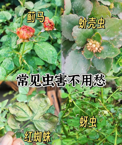 花卉杀虫剂,选对才有效,避开常见误区 花卉杀虫剂,选对才有效,避开常见误区