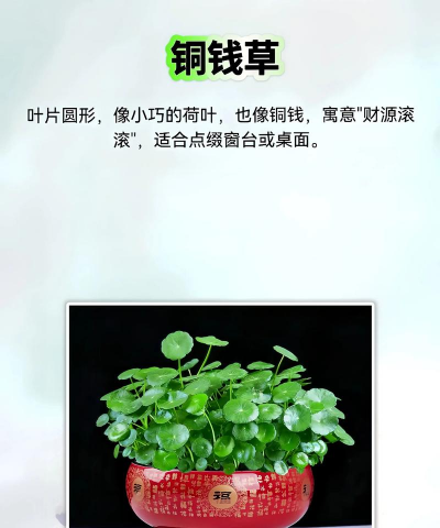 养花对风水,提升家居能量,带来好运与健康 养花对风水,提升家居能量,带来好运与健康