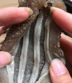 野生海参与养殖海参的区别,营养口感对比,如何挑选辨别 野生海参与养殖海参的区别,营养口感对比,如何挑选辨别