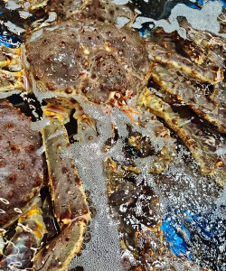 中国人工养殖帝王蟹,技术突破,市场前景广阔 中国人工养殖帝王蟹,技术突破,市场前景广阔