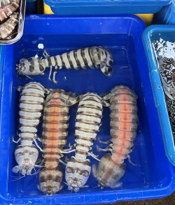 皮皮虾可以人工养殖吗,养殖条件有哪些,技术要点解析 皮皮虾可以人工养殖吗,养殖条件有哪些,技术要点解析