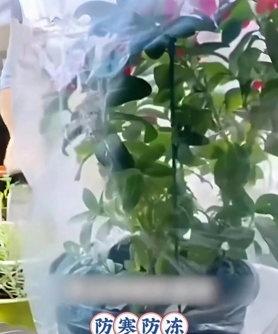 养花保温罩,冬季护花必备,轻松应对低温 养花保温罩,冬季护花必备,轻松应对低温