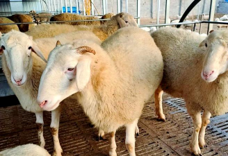 圈养小尾寒羊养殖技术,掌握核心要点,实现高效育肥 圈养小尾寒羊养殖技术,掌握核心要点,实现高效育肥