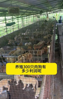 山东肉狗养殖是真是假,市场前景如何,养殖风险分析 山东肉狗养殖是真是假,市场前景如何,养殖风险分析