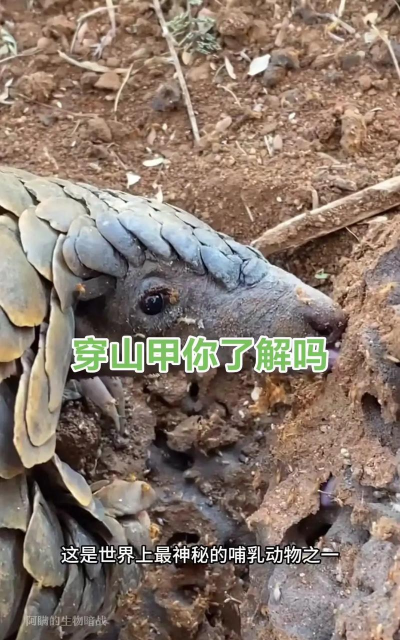 穿山甲有人工养殖的吗,养殖现状如何,未来前景怎样 穿山甲有人工养殖的吗,养殖现状如何,未来前景怎样