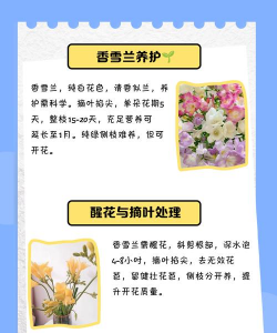 香雪兰的养殖方法和注意事项,轻松上手,花开满盆 香雪兰的养殖方法和注意事项,轻松上手,花开满盆