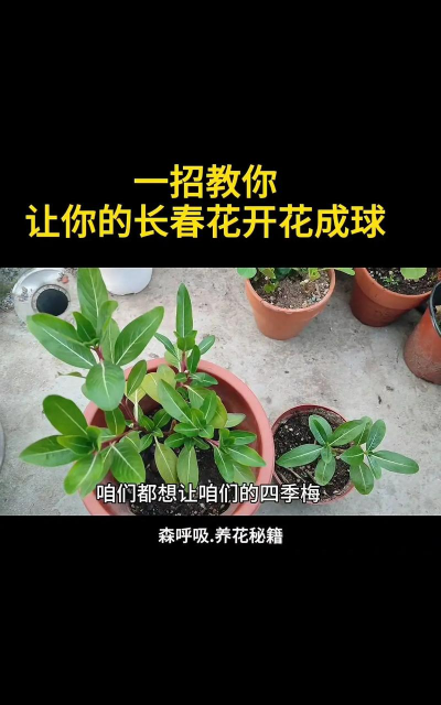 四季梅的养殖方法,轻松上手,花开不断 四季梅的养殖方法,轻松上手,花开不断