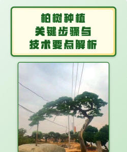 如何种植柏树 如何种植柏树