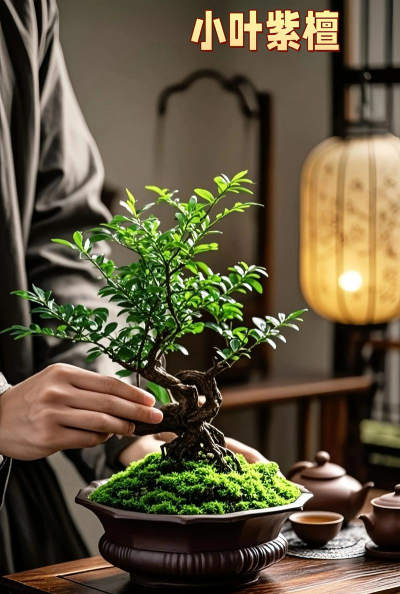 小叶紫檀的养殖方法和注意事项,掌握关键技巧,轻松养好它 小叶紫檀的养殖方法和注意事项,掌握关键技巧,轻松养好它