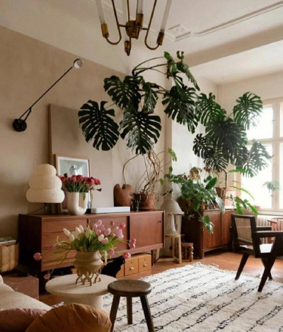 室内绿植花卉,点亮家居空间,提升生活幸福感 室内绿植花卉,点亮家居空间,提升生活幸福感